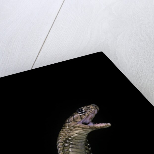Naja haje (egyptian cobra) by Anonymous