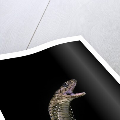 Naja haje (egyptian cobra) by Anonymous