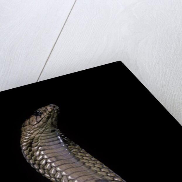 Naja haje (egyptian cobra) by Anonymous