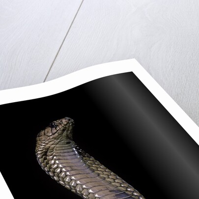 Naja haje (egyptian cobra) by Anonymous