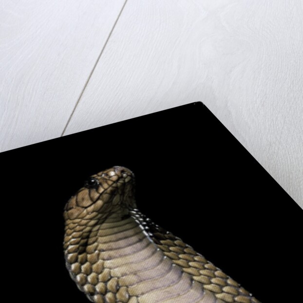 Naja haje (egyptian cobra) by Anonymous
