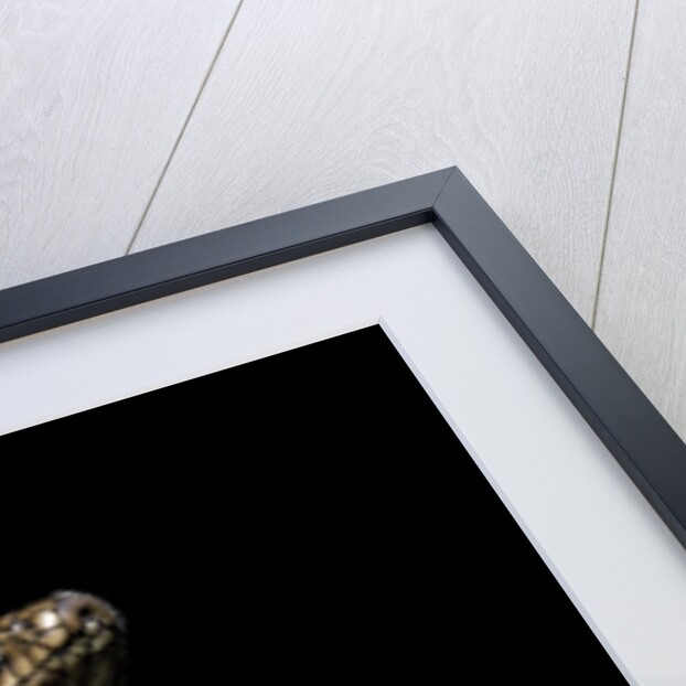 Naja haje (egyptian cobra) by Anonymous