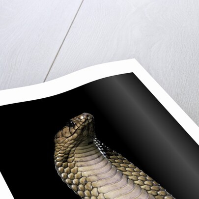 Naja haje (egyptian cobra) by Anonymous