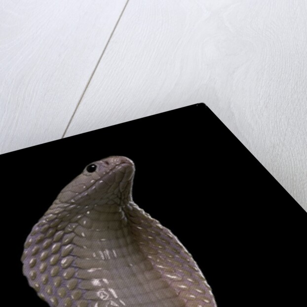 Naja kaouthia (monocled cobra) by Anonymous