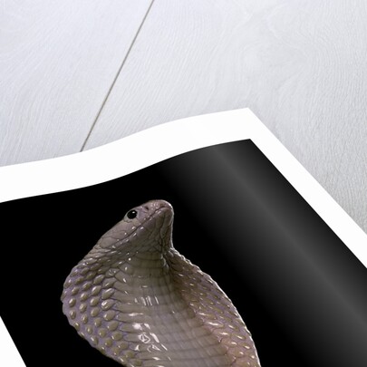 Naja kaouthia (monocled cobra) by Anonymous