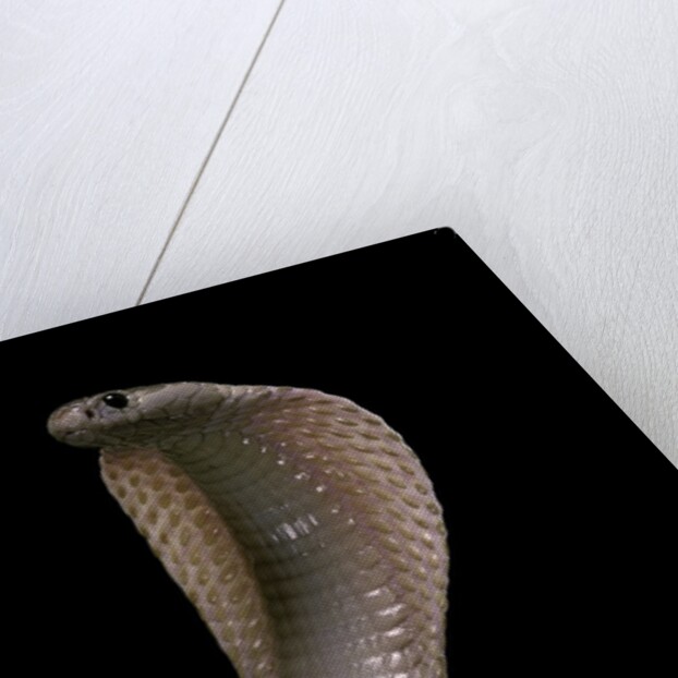 Naja kaouthia (monocled cobra) by Anonymous