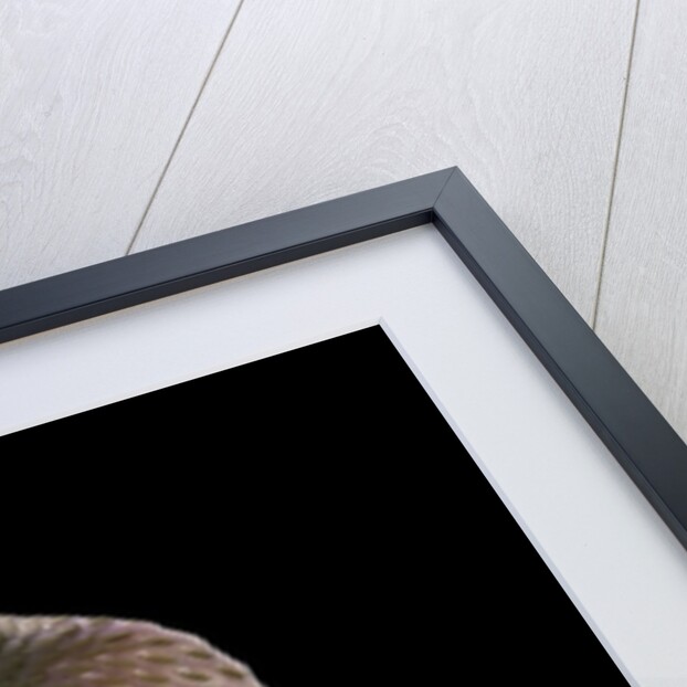 Naja kaouthia (monocled cobra) by Anonymous