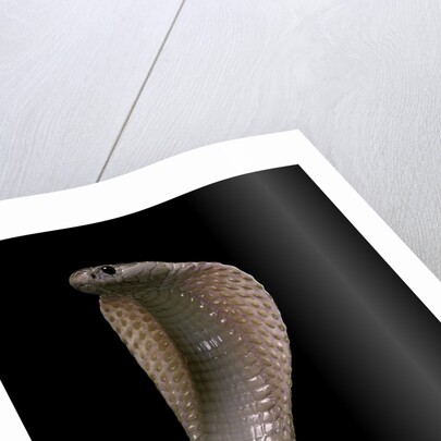 Naja kaouthia (monocled cobra) by Anonymous