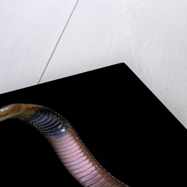Naja pallida (red spitting cobra) by Anonymous