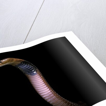 Naja pallida (red spitting cobra) by Anonymous