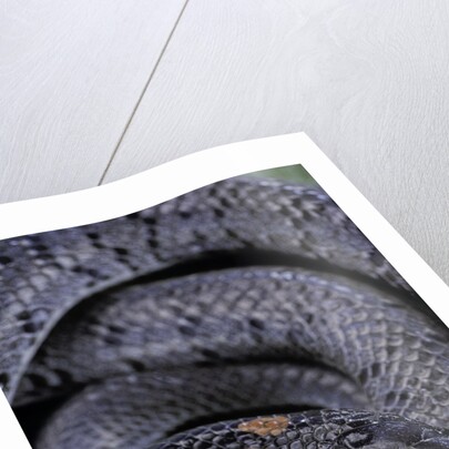 Pareas margaritophorus (Asian snail-eating snake) by Anonymous
