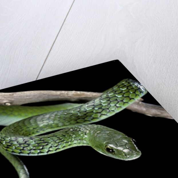 Philothamnus angolensis (green bush snake) by Anonymous