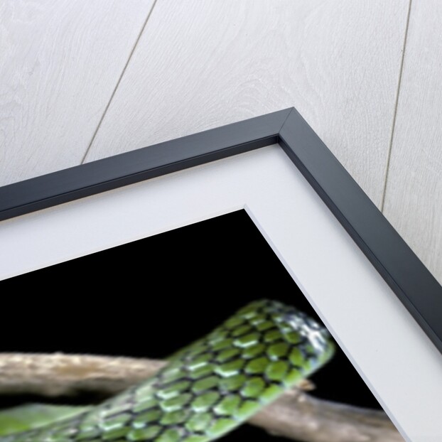 Philothamnus angolensis (green bush snake) by Anonymous