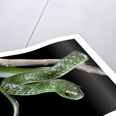 Philothamnus angolensis (green bush snake) by Anonymous
