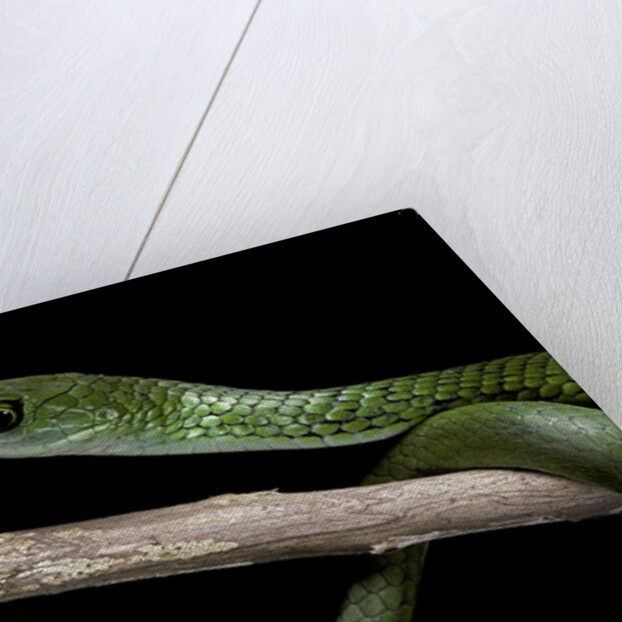 Philothamnus angolensis (green bush snake) by Anonymous