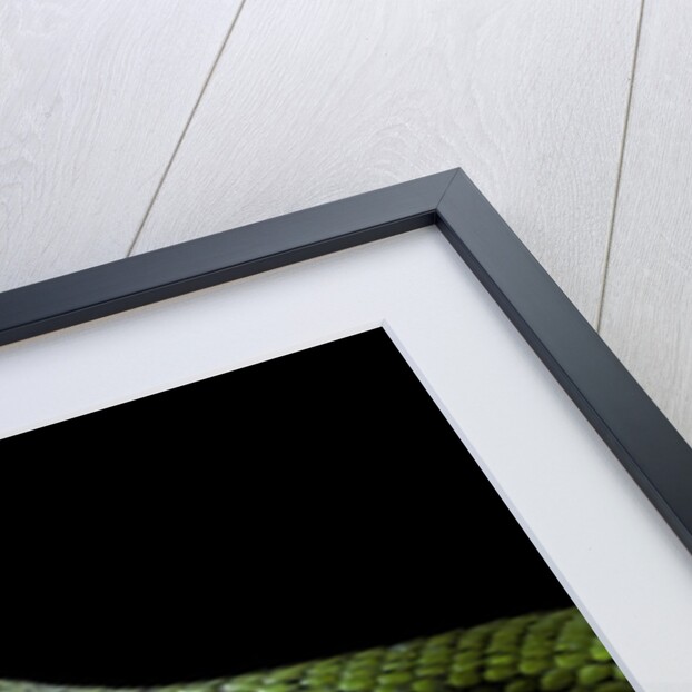 Philothamnus angolensis (green bush snake) by Anonymous