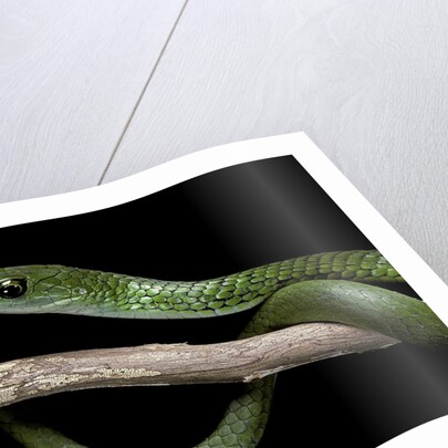 Philothamnus angolensis (green bush snake) by Anonymous