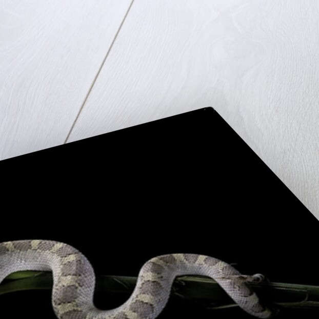 Pituophis melanoleucus mugitus (pine snake) by Anonymous