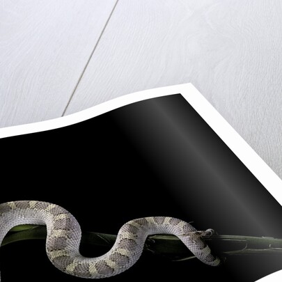 Pituophis melanoleucus mugitus (pine snake) by Anonymous