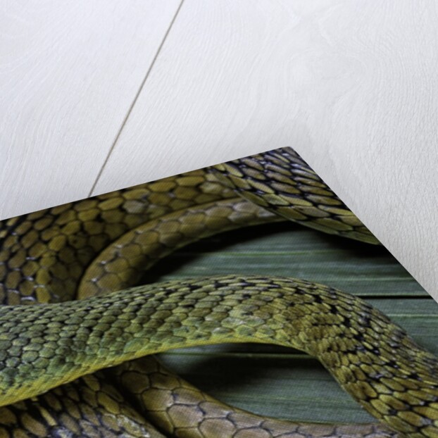 Psammophis sibilans (striped sand racer) by Anonymous
