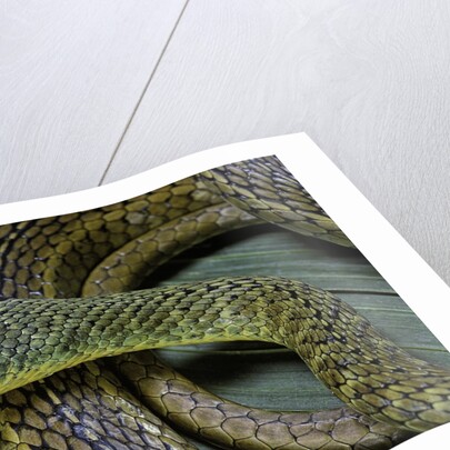 Psammophis sibilans (striped sand racer) by Anonymous