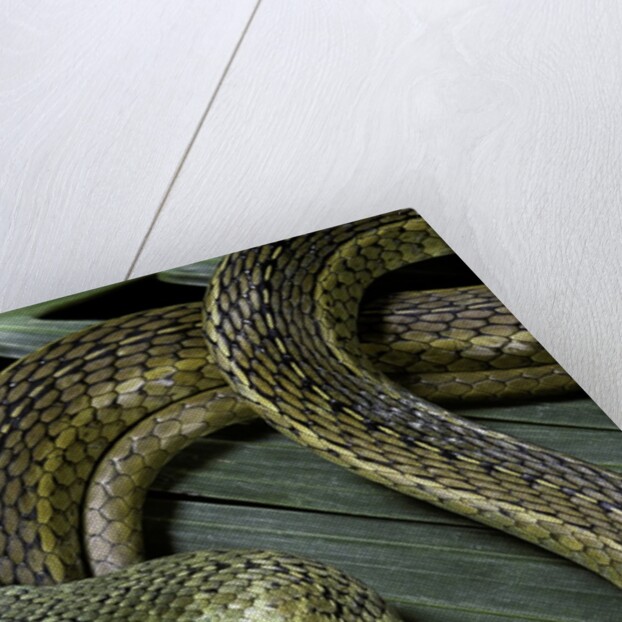 Psammophis sibilans (striped sand racer) by Anonymous