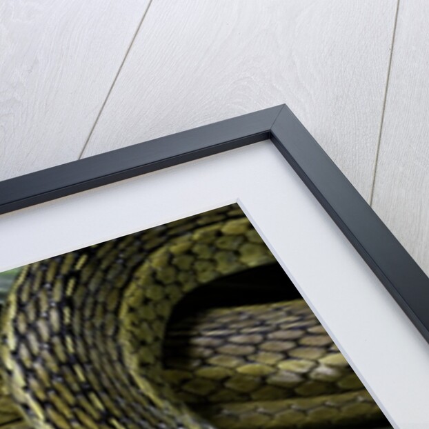 Psammophis sibilans (striped sand racer) by Anonymous