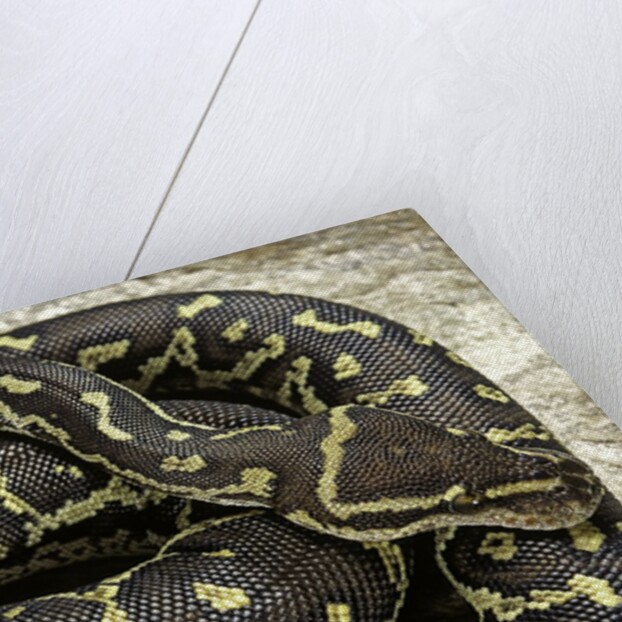 Python anchietae (angolan python) by Anonymous