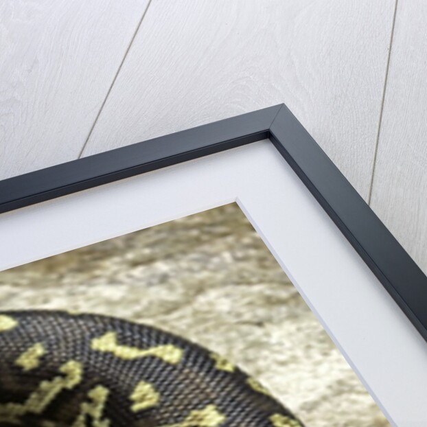 Python anchietae (angolan python) by Anonymous