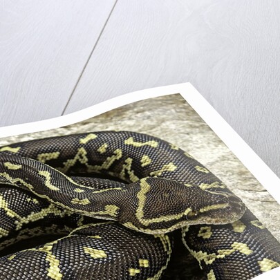 Python anchietae (angolan python) by Anonymous