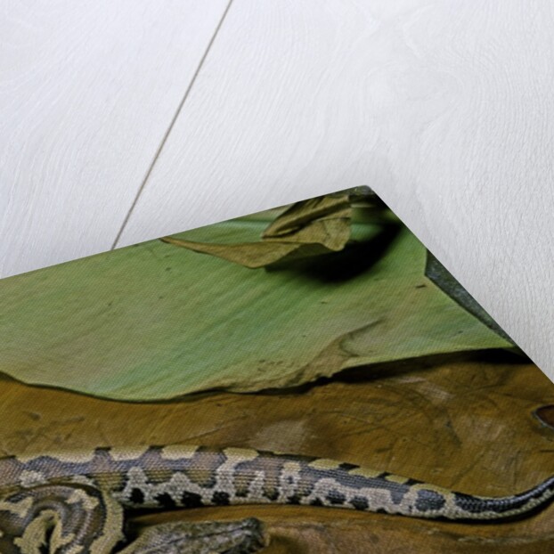 Python brongersmai (curtus) (red blood python) by Anonymous