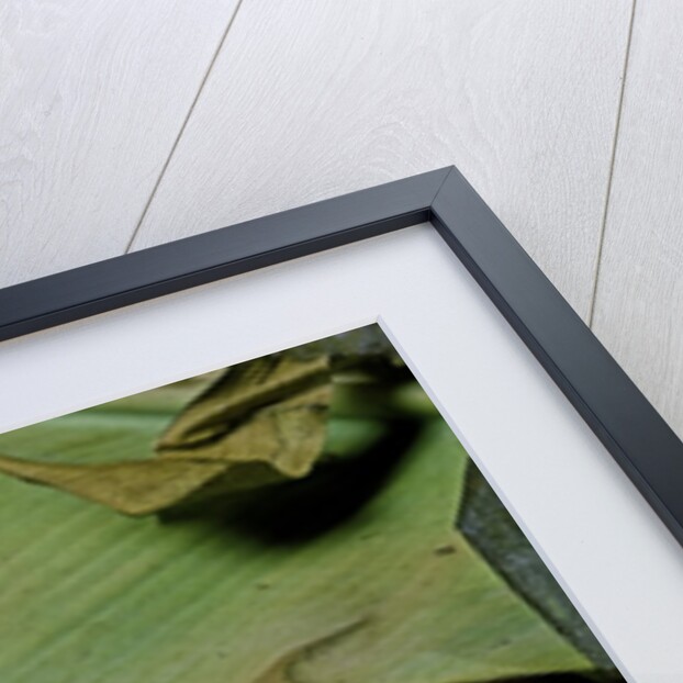 Python brongersmai (curtus) (red blood python) by Anonymous