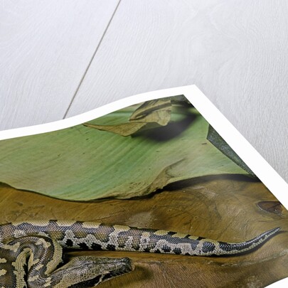 Python brongersmai (curtus) (red blood python) by Anonymous