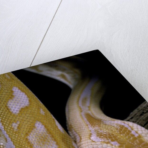 Python molurus bivittatus f. labyrinth albino by Anonymous