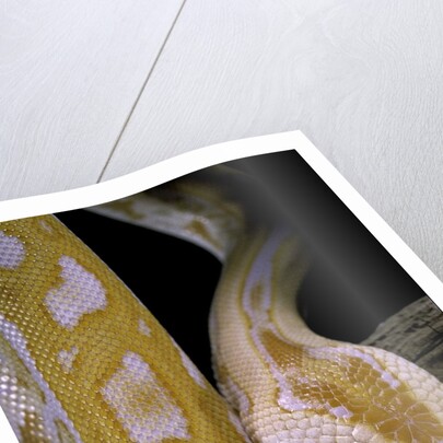 Python molurus bivittatus f. labyrinth albino by Anonymous