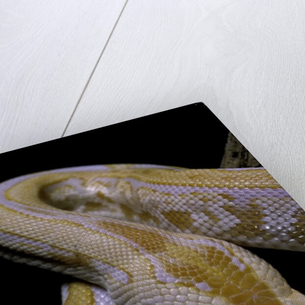 Python molurus bivittatus f. labyrinth albino by Anonymous