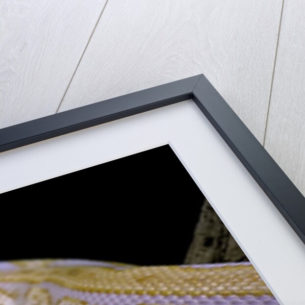 Python molurus bivittatus f. labyrinth albino by Anonymous