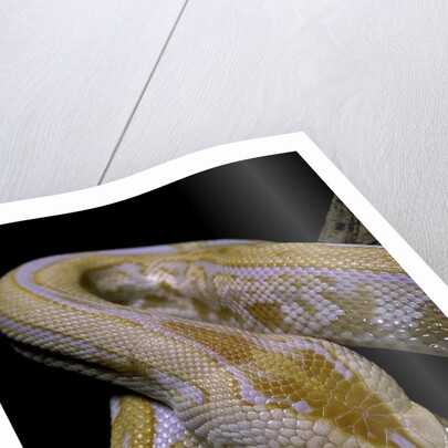 Python molurus bivittatus f. labyrinth albino by Anonymous