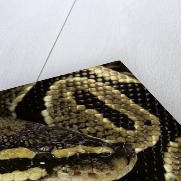 Python regius (royal python, ball python) by Anonymous