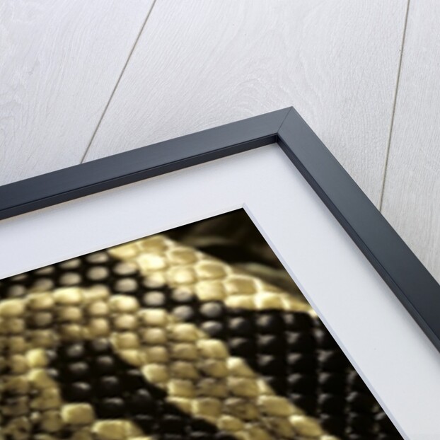 Python regius (royal python, ball python) by Anonymous