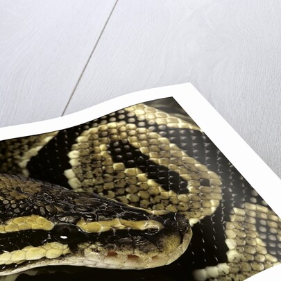 Python regius (royal python, ball python) by Anonymous