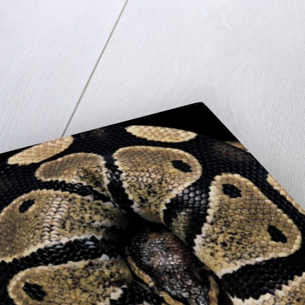 Python regius (royal python, ball python) by Anonymous