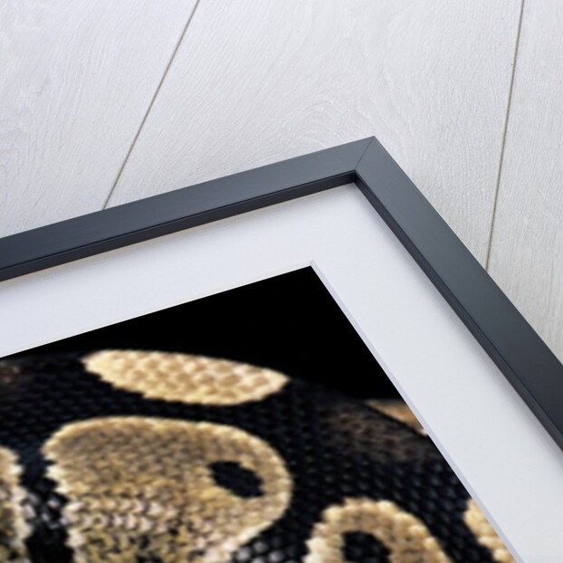 Python regius (royal python, ball python) by Anonymous