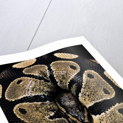 Python regius (royal python, ball python) by Anonymous