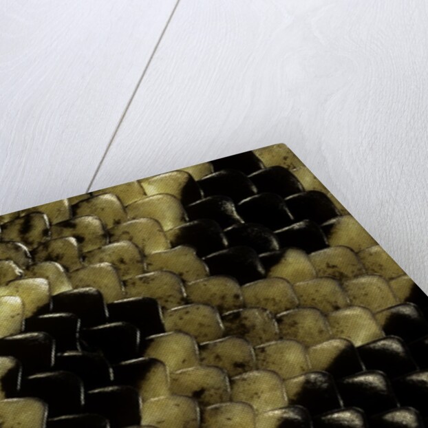 Python regius (royal python, ball python) - scales by Anonymous