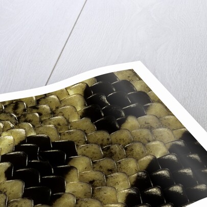 Python regius (royal python, ball python) - scales by Anonymous