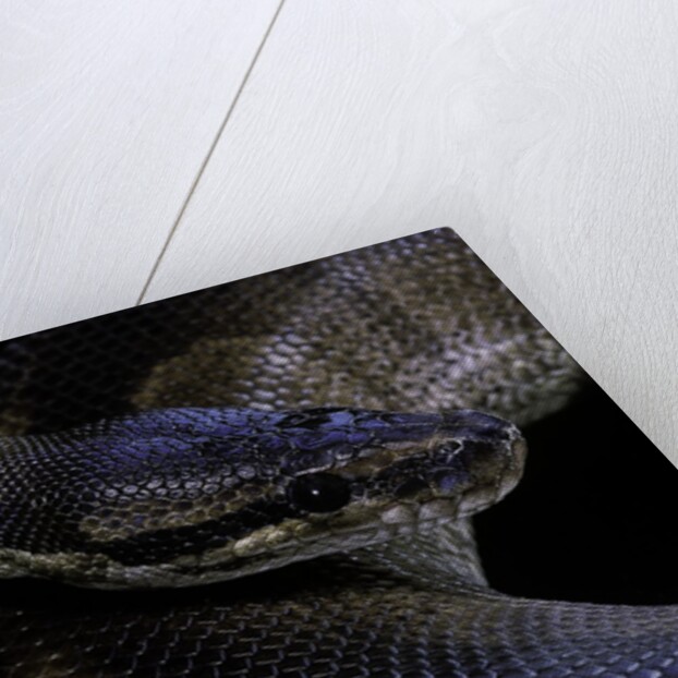 Python regius f. melanistic (royal python, ball python) by Anonymous