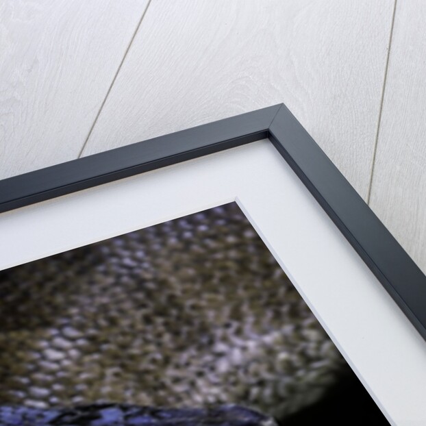 Python regius f. melanistic (royal python, ball python) by Anonymous