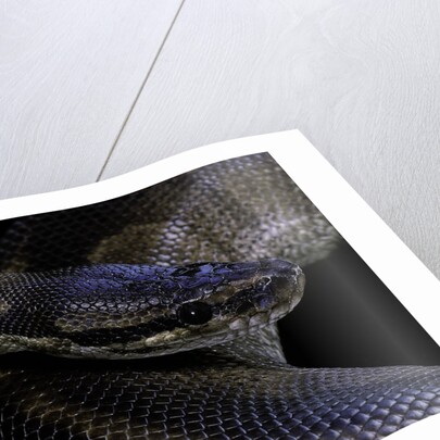 Python regius f. melanistic (royal python, ball python) by Anonymous