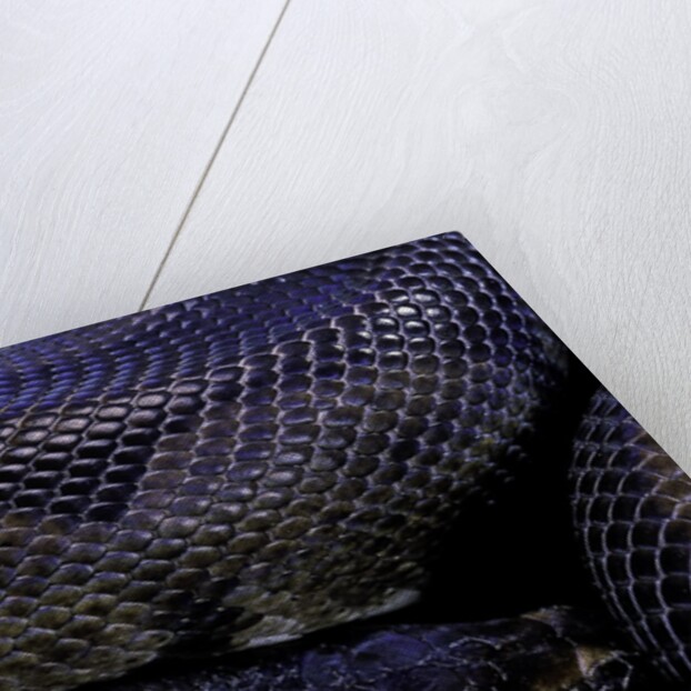 Python regius f. melanistic (royal python, ball python) by Anonymous
